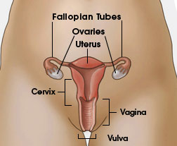 This is where your cervix is located.