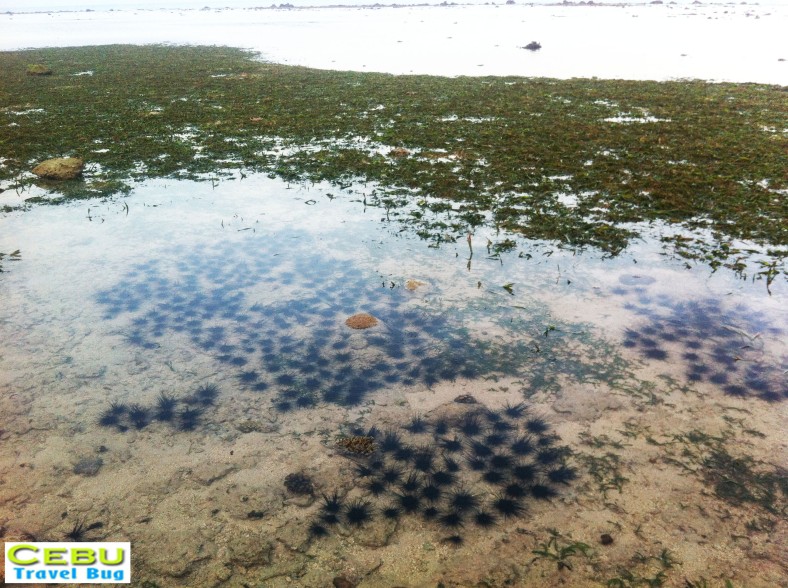 Would you dare swimming a sea of sea urchins? 